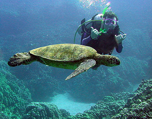 Turtles and scuba diver